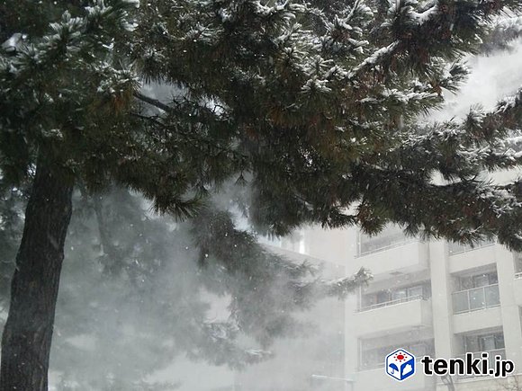 風で木に積もった雪が落ちる様子（2017年2月21日）　撮影：日本気象協会北海道支社 森和也