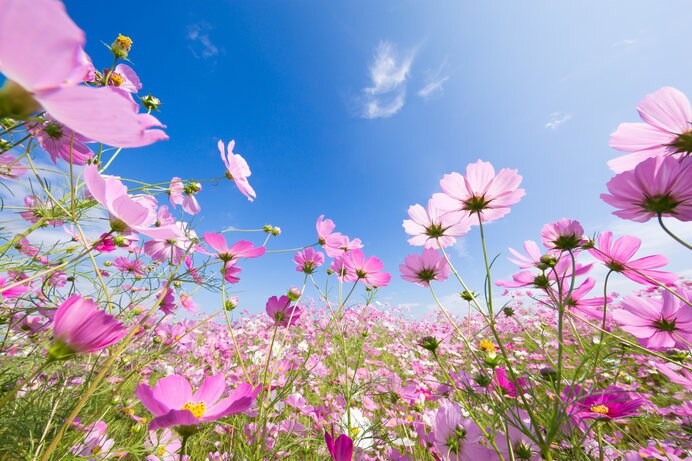 秋空の下、イキイキと咲き誇る秋の花を観に行きましょう！