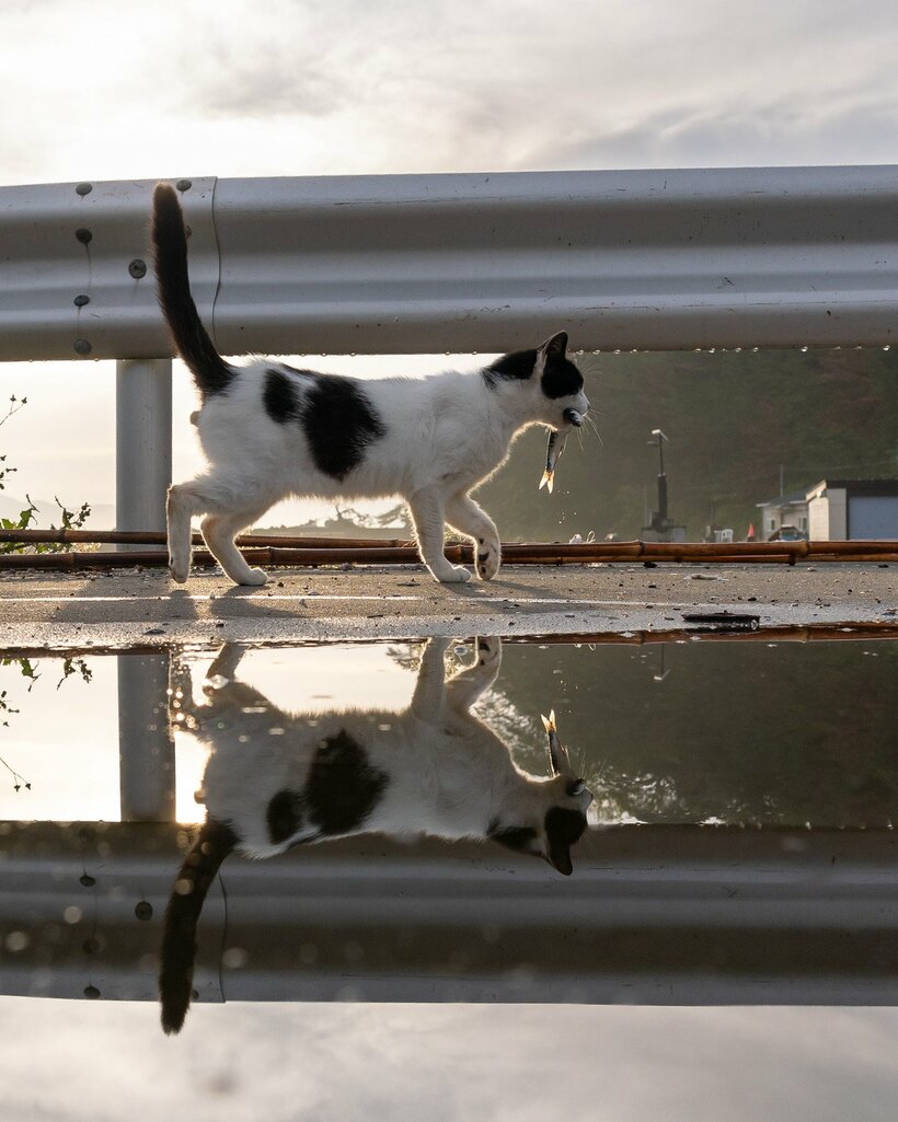 Canon　EOS　R1・f6．3・1／1250秒・ISO500（撮影／猫写真家・沖昌之）