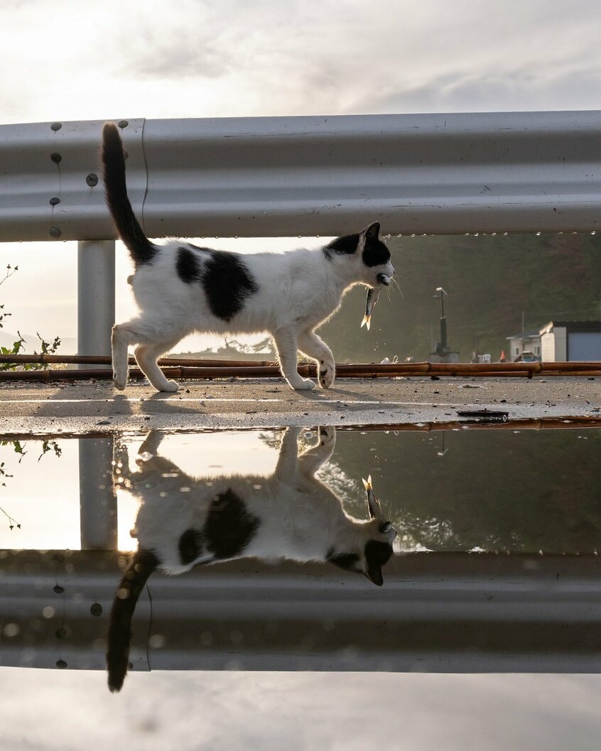 Canon EOS R1・f6.3・1/1250秒・ISO500(撮影/猫写真家・沖昌之)
