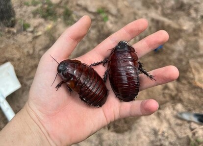 世界最大のゴキブリ『ヨロイモグラゴキブリ』を捕まえる