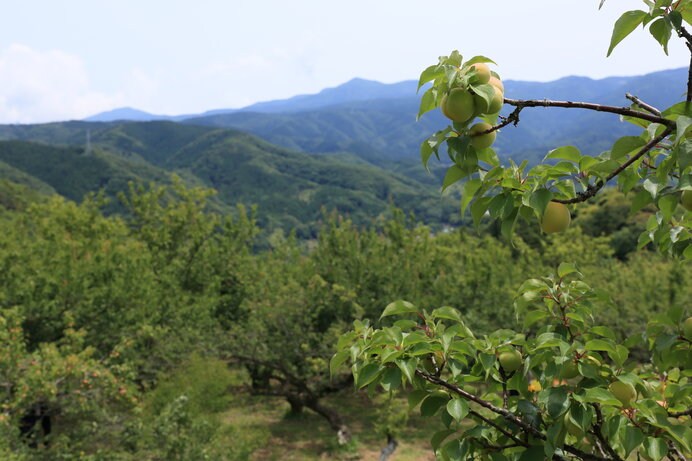 広々とした伊豆月ヶ瀬梅林には約1600本の梅の木が