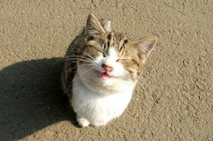 にっこり笑っているかのように愛くるしい表情を見せてくれた猫。いまは人に縁づき、幸せに暮らしています。撮影／nori(@nori22)さん
