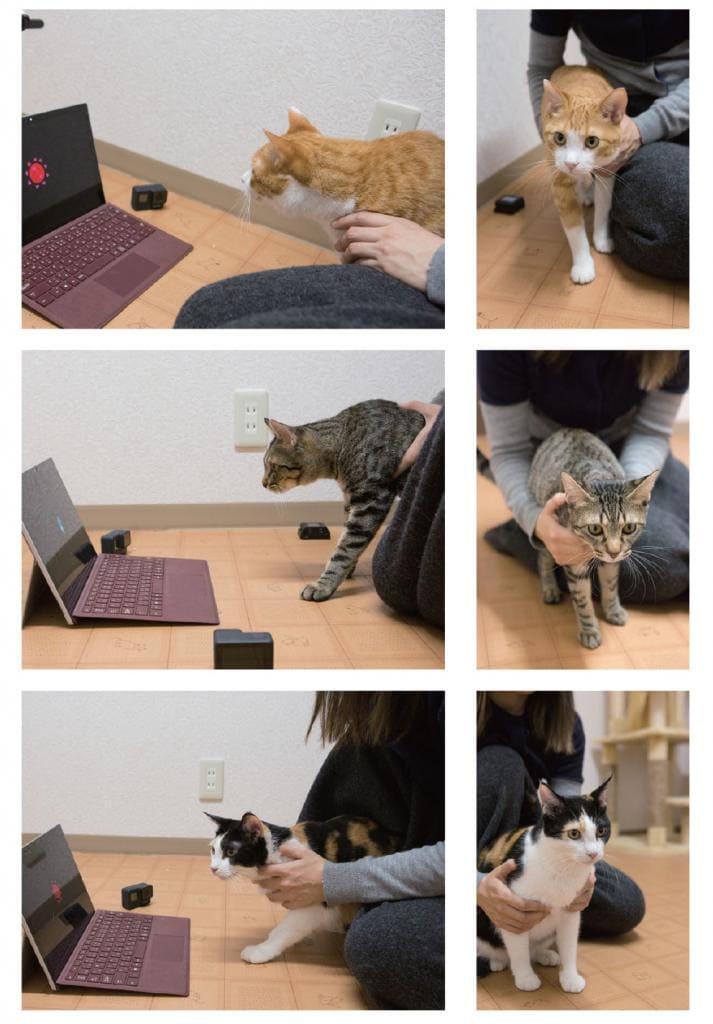 猫カフェでの実験の様子。この日のテーマは「猫は画面をどう認識しているか」。猫たちに複数パターンの画面を見せ、その様子をカメラで録画し、反応を多角的に検証するというもの。４匹の猫が実験に参加した（撮影／写真部・片山菜緒子）