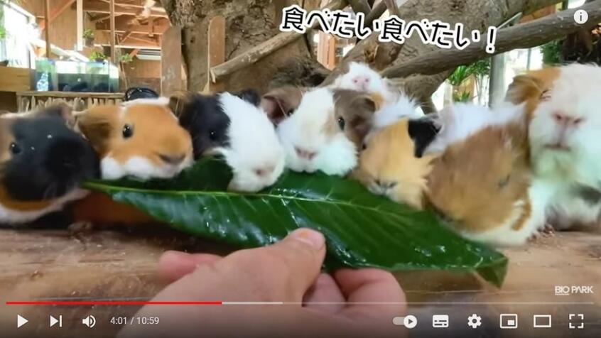 長崎バイオパークのYouTube動画「長崎名物あげたらモルモットがぎゅうぎゅうなって可愛すぎた!」。ビワの葉をかじるモルモット
