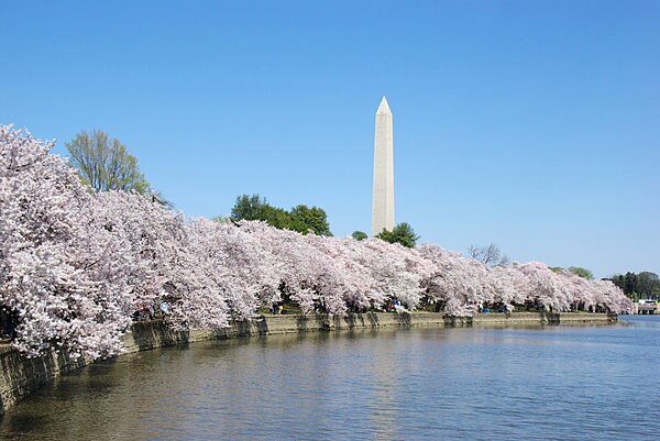 ワシントンモニュメントと桜並木