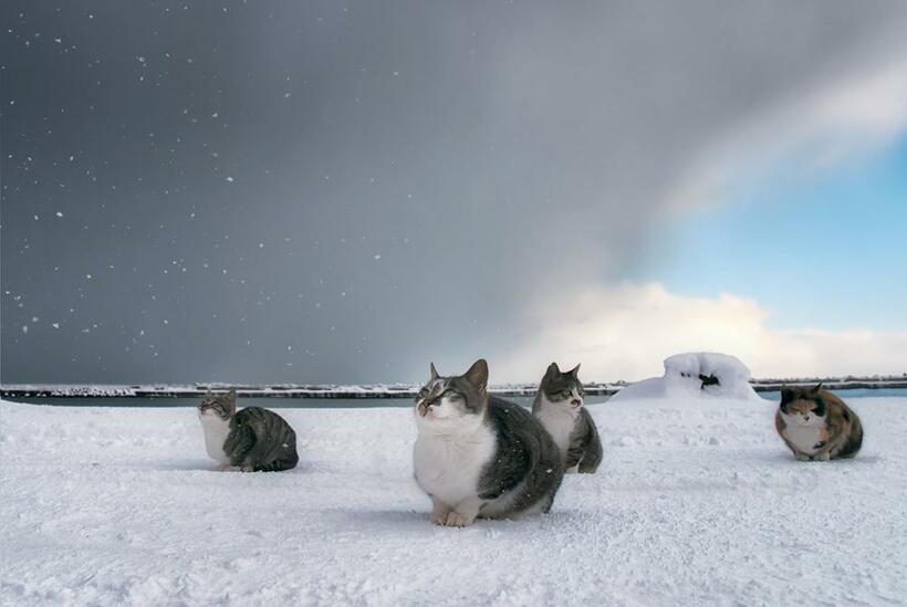 写真／土肥美帆