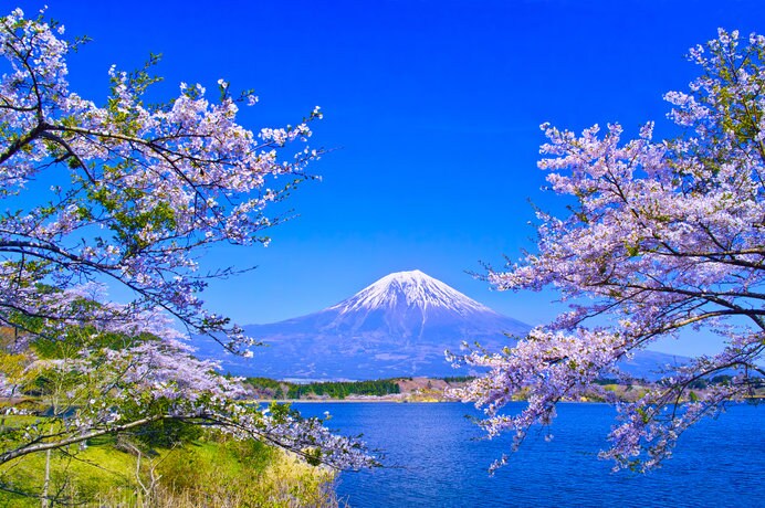 富士山と桜を楽しめる穴場スポット「田貫湖」
