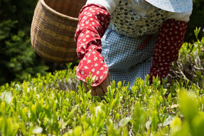 5月上旬は茶摘みの最盛期