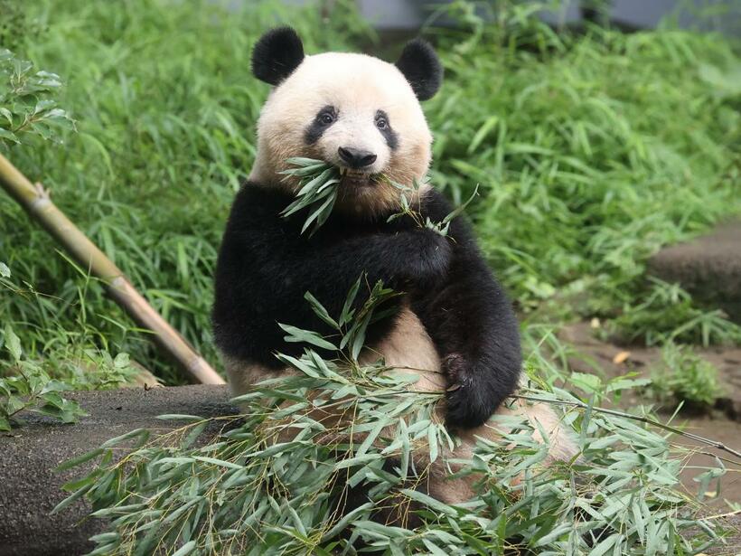 ３歳を過ぎて成獣に近い大きさに。元気にササを食べる／２０２０年６月２３日　（ｃ）朝日新聞社