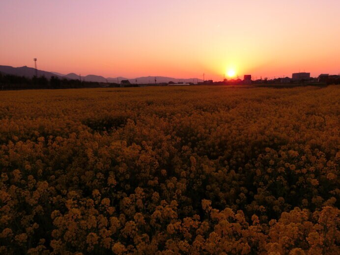 「菜の花の中へ大きな入日かな」(漱石)この句には彼の本来の大らかな優しさが垣間見えます