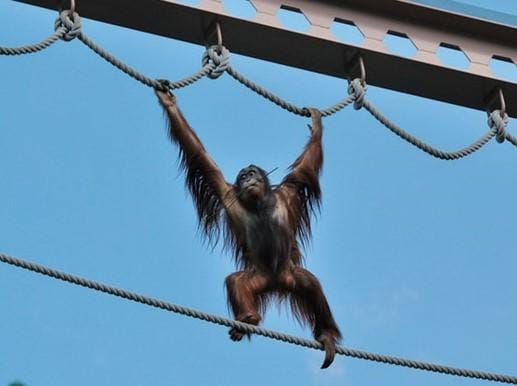 オランウータンの綱渡りが見られるのは夏だけ（photo グルーポ・ピコ）