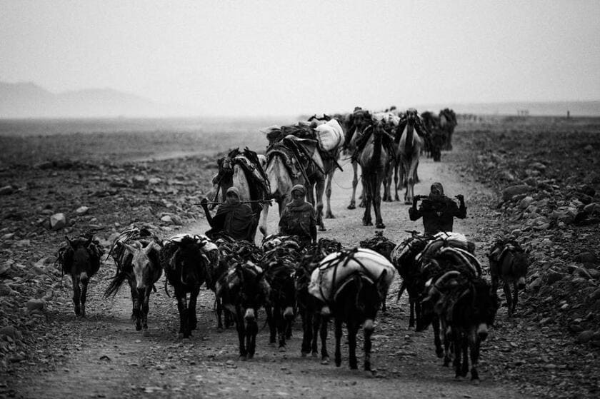 エチオピア・アファール州（2013年）。ダナキル砂漠へ塩の採掘に向かうキャラバン。人類発祥の地とされる大地溝帯にある「人類が住むことができるもっとも暑い場所」。ここに暮らすアファール人は先史時代以来、主に家畜の遊牧を営みながら、塩の交易を通じて外世界との接触と交流をおこなってきた（撮影：渋谷敦志）