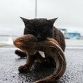 アイナメをもらってご満悦の黒猫「えっへん、丸ごといただきますニャ!」【沖昌之】