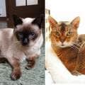 ご長寿猫は何が違う? 猫生“100歳”時代「健康管理」のコツ