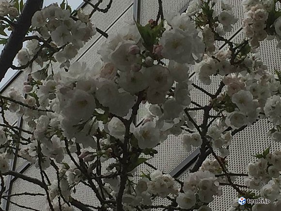 NHK札幌局前の桜（2017年5月6日）　撮影：日本気象協会北海道支社　杉山友衣可