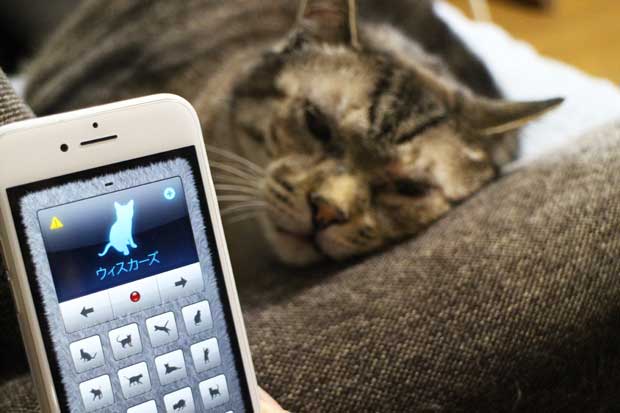 近所の家の猫「まるちゃん」と、アプリ「人猫語翻訳機」で交流を試みる。翻訳はともかく、様々な猫の鳴き声も用意されているので、猫の気を引くのにはいい（撮影／福光恵）