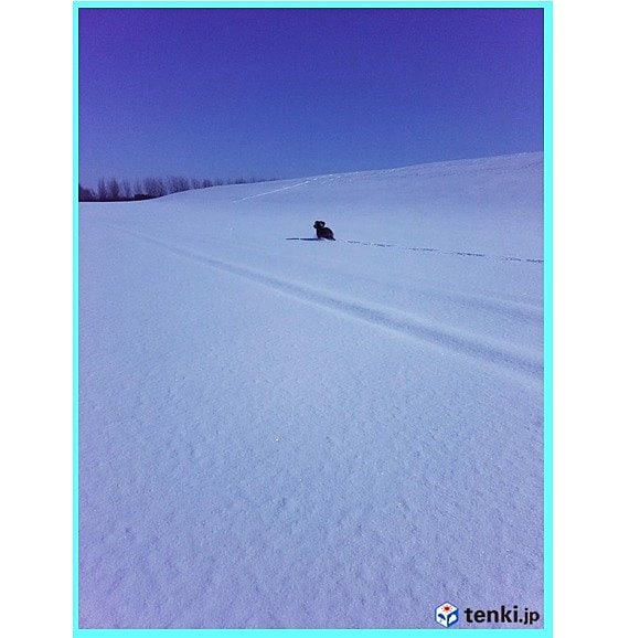 札幌市北区の公園　（2017年2月5日）　撮影：日本気象協会北海道支社　佐藤貴子