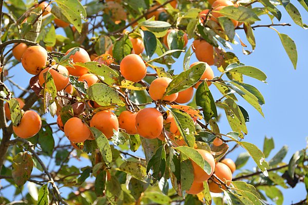 柿のオレンジ色は、青い秋空に映えます※画像はイメージ