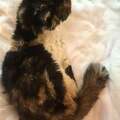 振り返った猫を見て「まさか顔に穴?」 ガリガリの一匹を保護した夫婦「どうか猫バンバンを」