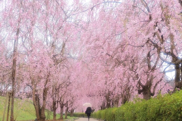 しだれ桜のトンネル（常陸風土記の丘）
