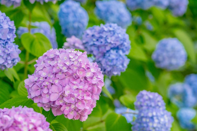 初夏の花といえば……紫陽花