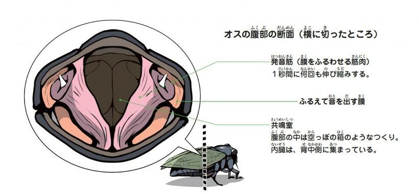 オスのセミの腹部の断面図。ピンクの発音筋に挟まれた中央部分が空洞になっている（『昆虫世界のサバイバル2』から）（c）朝日新聞出版