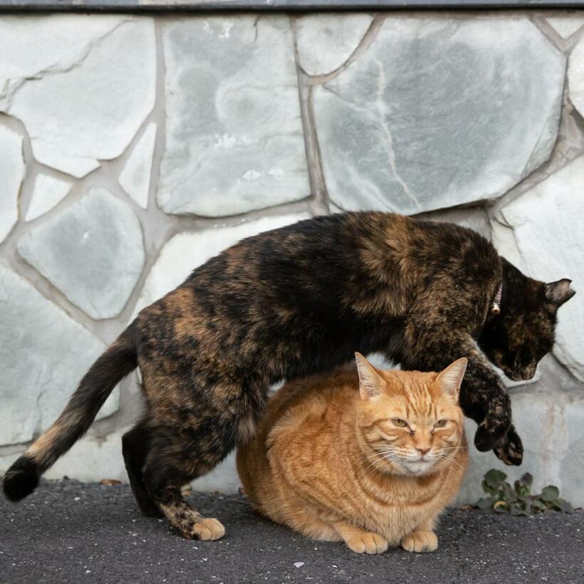 Ｃａｎｏｎ　ＥＯＳ－１Ｄ　Ｘ　Ｍａｒｋ　ＩＩＩ・ｆ４・１／１２５０秒・ＩＳＯ１６００（撮影／猫写真家・沖昌之）