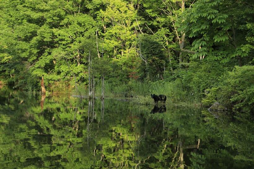 ニホンツキノワグマ（福島県・会津地方）。「やはりクマはいい。人を謙虚にさせる。それまで培ってきた自信など、ものの見事に粉砕されてしまう」（前川さん）■キヤノンEOS-1D X Mark II・EF24-105mm F4 L IS II USM・ISO400・絞りf5.6・1/160秒
