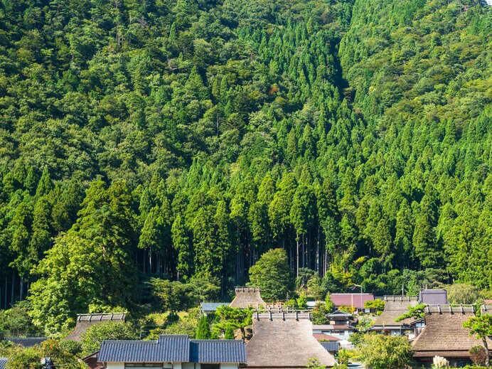 日本全国に植林だけで44億本のスギの木があります