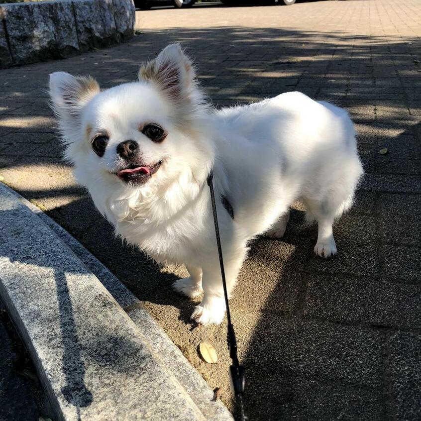 ベルちゃん(提供)