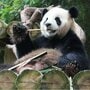 中国がパンダを送る国の条件とは? カタールにはいるけどドバイにはいない!【パンダ外交の秘密】