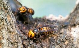 「スズメバチ」の駆除相談が増加 レスキュー系「悪徳業者」の被害を防ぐには【高額請求に警鐘】