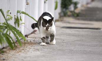 【岩合光昭】ヘミングウェイが愛した6本指の猫とは?