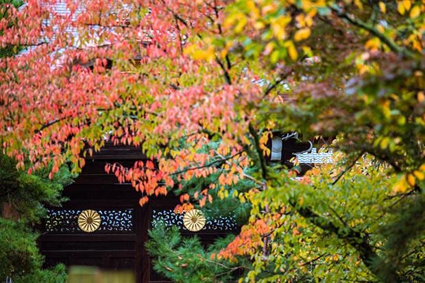 菊の御紋が紅葉に映える　皇室ゆかりの門跡寺院「大覚寺」の勅使門