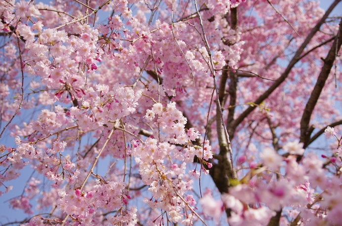 桜とフルーツを同時に楽しめる「東谷山フルーツパーク」なら、子どもも大喜び！