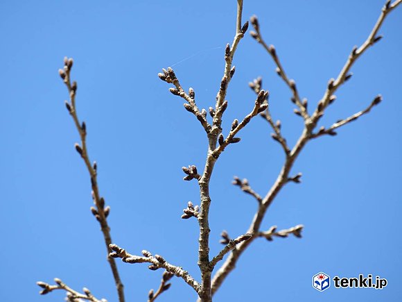 鹿児島地方気象台構内　ソメイヨシノの標本木　3月21日撮影