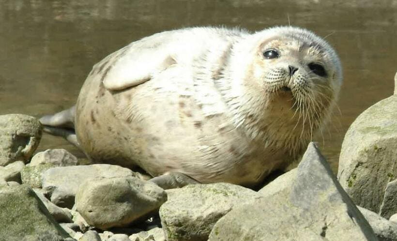 わずか3日で姿をくらませたワモンアザラシのウタちゃんはいずこ…　（ｃ）朝日新聞社