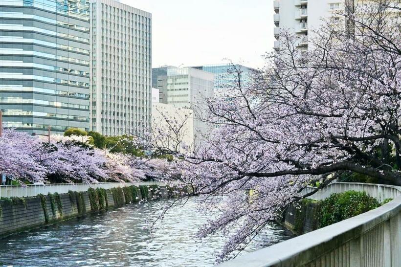本社のそばを流れる目黒川の桜並木。今年もきれいな花を咲かせました