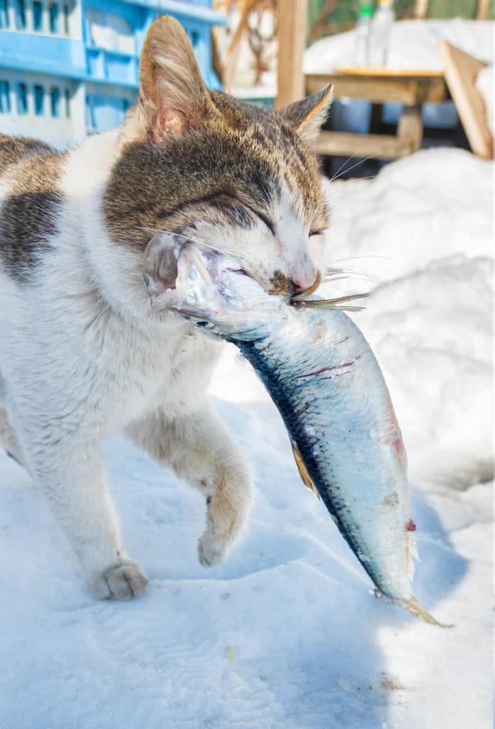 漁師さんからニシンをもらってご満悦のケンジ。ここに住む猫は、魚を盗むことはしない