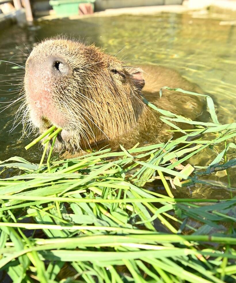 カピバラ（撮影／写真映像部・東川哲也）