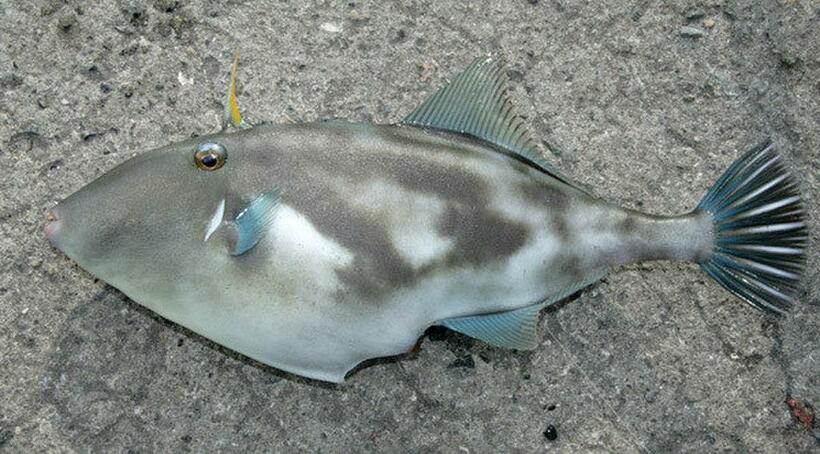 ウマヅラハギ（ＷＥＢ魚図鑑）