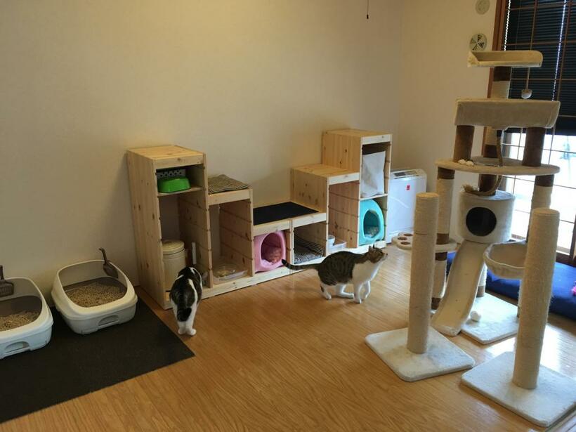 和室を改造した猫の寝室（提供）