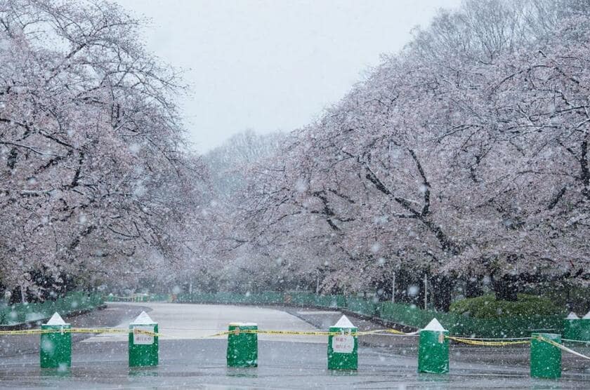 ３月２９日：上野恩賜公園／無人の桜並木を撮ろうと、多くのアマチュア、報道のカメラマンが集まっていた。１時間半粘り、彼らがいなくなった一瞬を待って、シャッターを押した（撮影／初沢亜利）