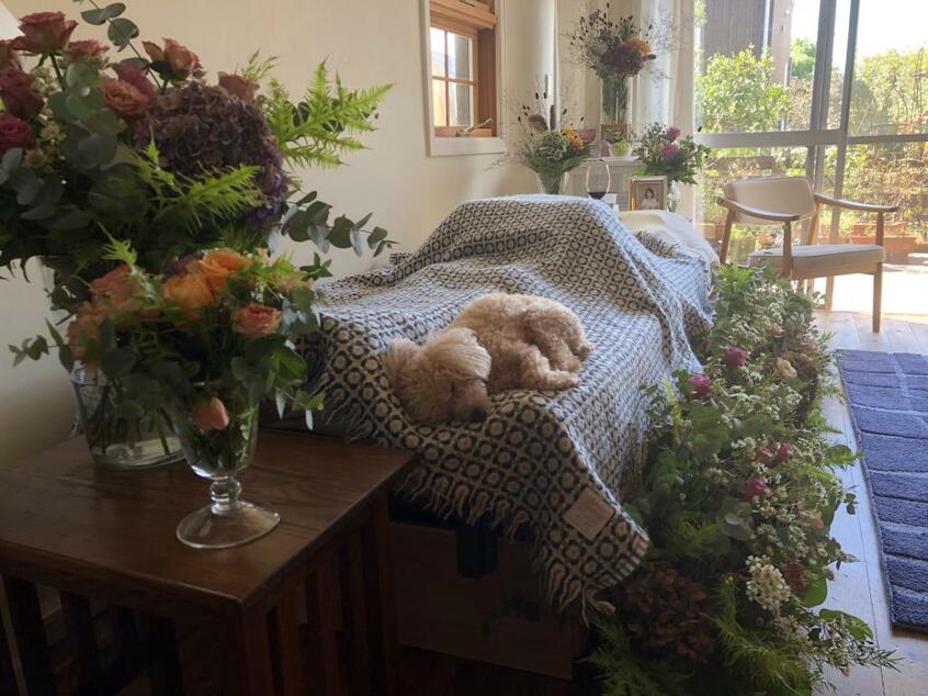 色とりどりの生花に囲まれた故人のベッドで、愛犬が眠っている(提供:鎌倉自宅葬儀社)