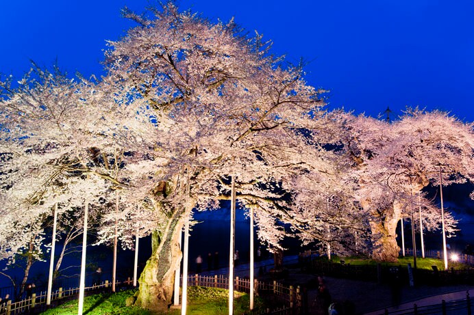 夜桜もきれいな「荘川桜」へは車で約15分