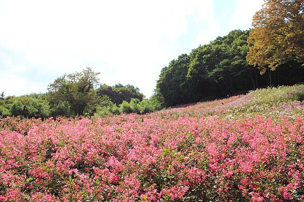 サルスベリの花畑。埼玉県『秩父ミューズパーク』などで見頃を迎えています