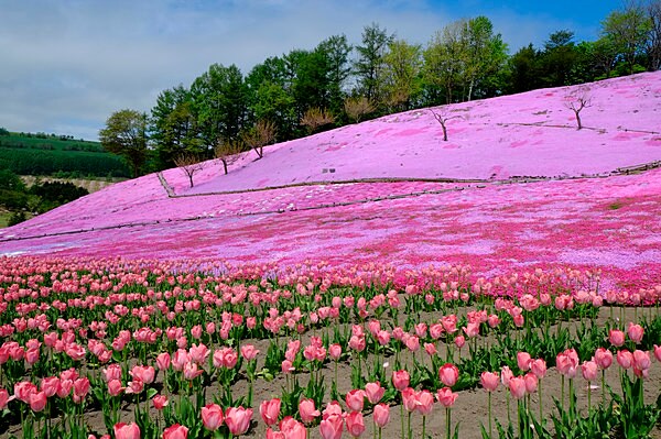 遠軽町の「太陽の丘えんがる公園」。芝桜とチューリップが同時に咲いている!!
