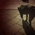 「人面犬」伝説を広めたのは的場浩司? 爆問・田中は異説唱える【オカルト研究家・山口敏太郎】