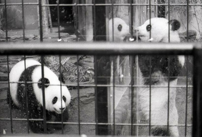 中国から贈られたカンカン（右）とランラン（1972年11月4日、写真＝朝日新聞社）